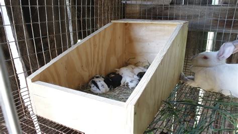 rural king rabbit nesting box